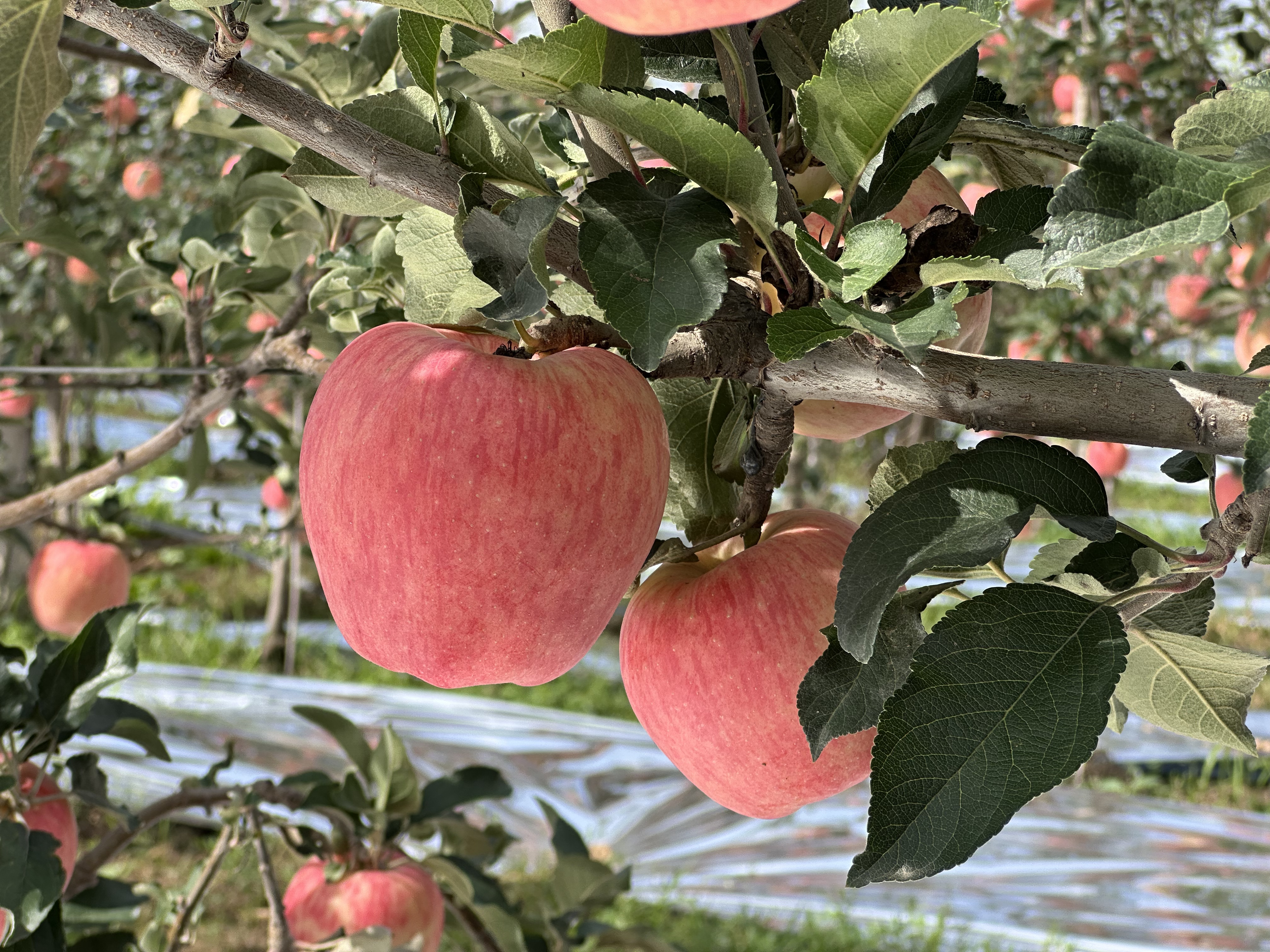 总统版苹果(苹果手机的总统)