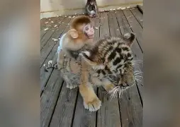 方舟手机版猴子在哪(方舟生存进化手机版猴子怎么驯服)-第2张图片-QuickQ官网